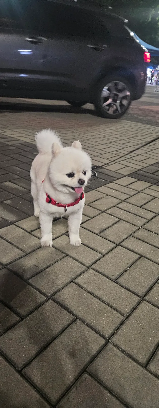 지금!!!!
불금이네!! 
하루사이에 뭐가 많이 생겼네! ㅋㅋ
올공은 발전중~~~~~
애국 댕댕이들도! 🇰🇷