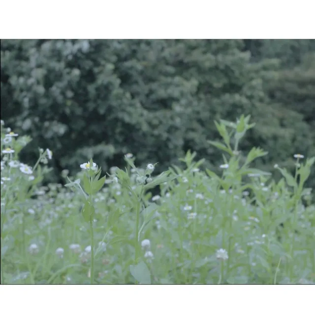 여름의 꽃

#올림픽공원 #올공 #여름사진