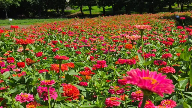 걷다보면 이런 예쁜 것들이.. 
#백일홍 #zinniaelegans #올공 #Seoul #Olympicpark
