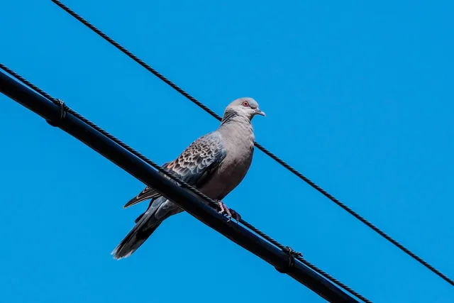 I tried to do a bit of birding in Seoul but its a bit hard when I’m trying to hi