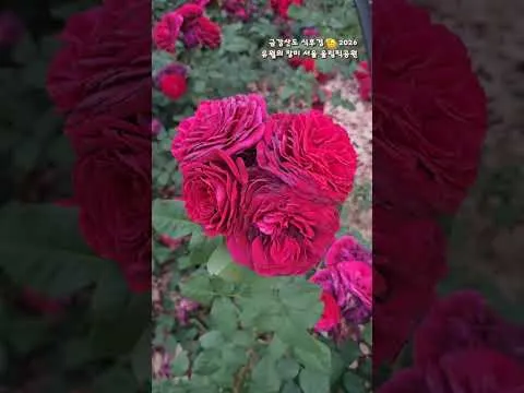 서울 올림픽공원 유월의 장미, 송파구 방이동 올공 장미광장 2026년 6월 #shorts