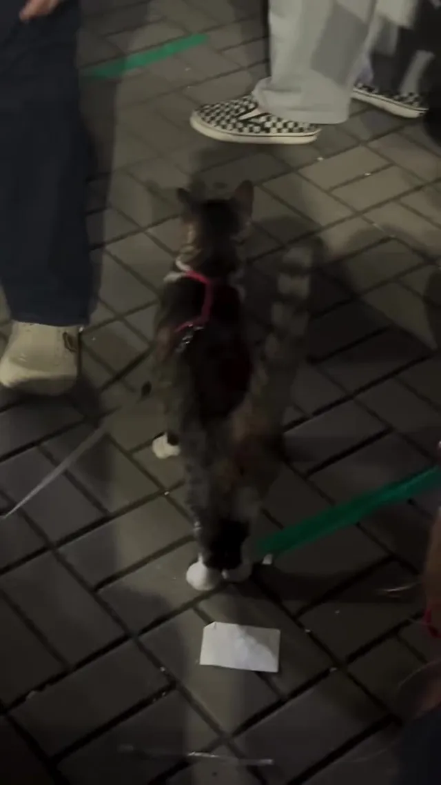 어제 올공에서 본 애국묘수 셀럽냥▓🇰🇷❤️‍🔥
이 애기 집사님 스레드로 알고리즘 인도를..🐾