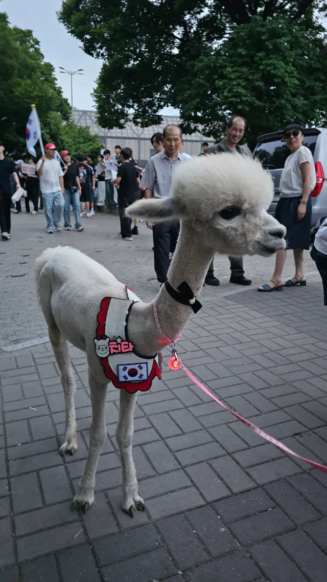 애국 치타도 있어요🥹