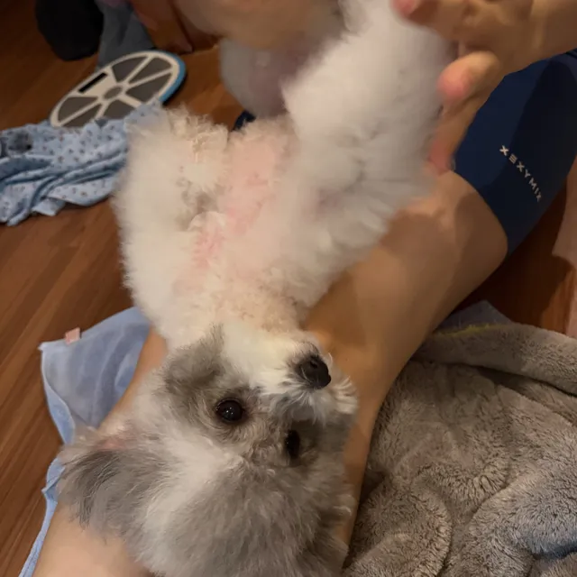 너무 더운 날 올림픽 공원에서 공쥬놀이 한 배츄🦄
일요일 저녁은 루틴대로 목욕 후 스파 엔딩~ 🛁🛁