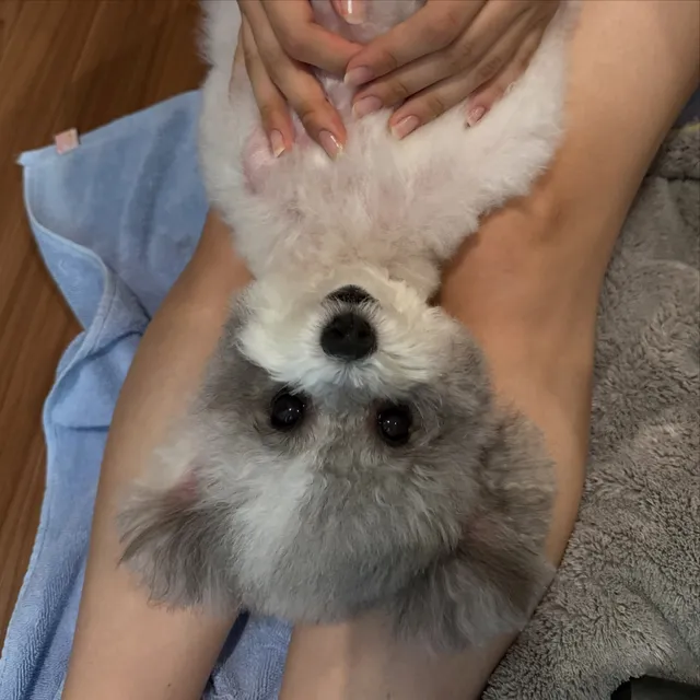 너무 더운 날 올림픽 공원에서 공쥬놀이 한 배츄🦄
일요일 저녁은 루틴대로 목욕 후 스파 엔딩~ 🛁🛁