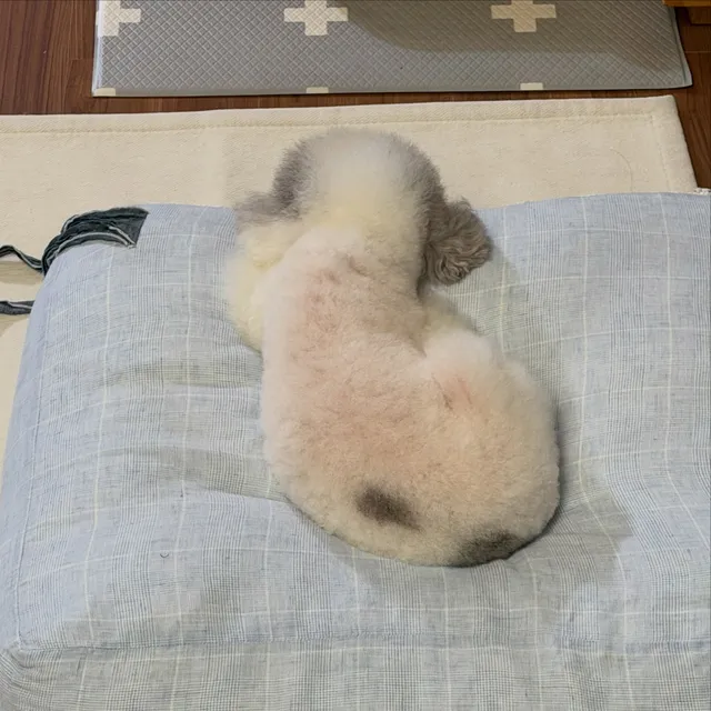 너무 더운 날 올림픽 공원에서 공쥬놀이 한 배츄🦄
일요일 저녁은 루틴대로 목욕 후 스파 엔딩~ 🛁🛁
