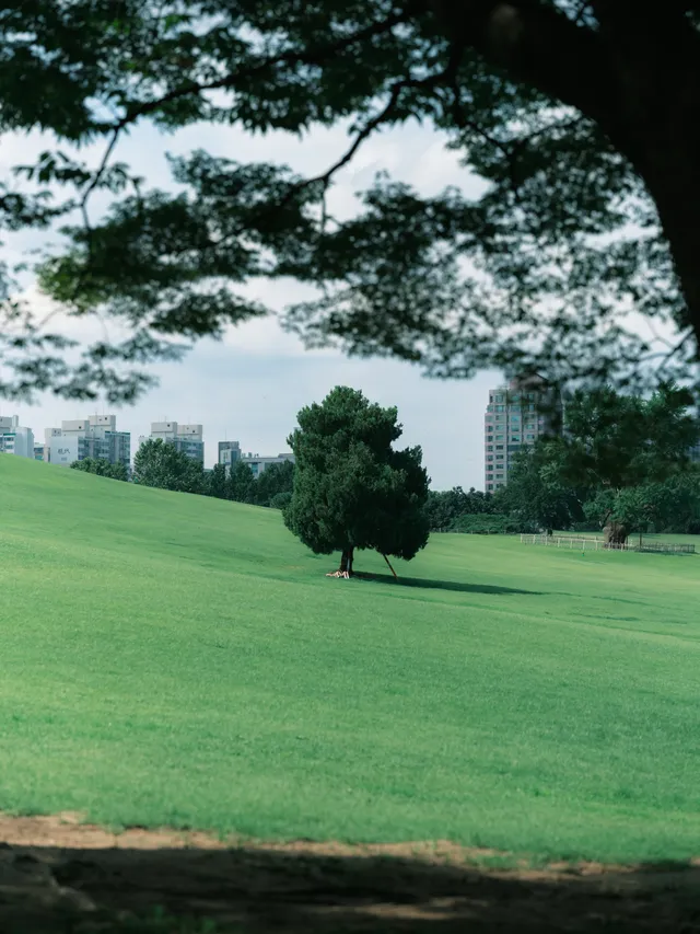 26.07.24 나홀로나무, 올림픽공원
Fujifilm GFX100S/GF110 F2 R LM WR
Classic negative
#나홀로나무 
