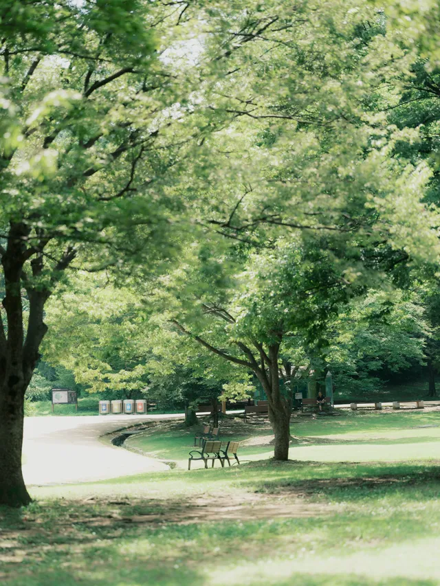 26.07.24 나홀로나무, 올림픽공원
Fujifilm GFX100S/GF110 F2 R LM WR
Classic negative
#나홀로나무 