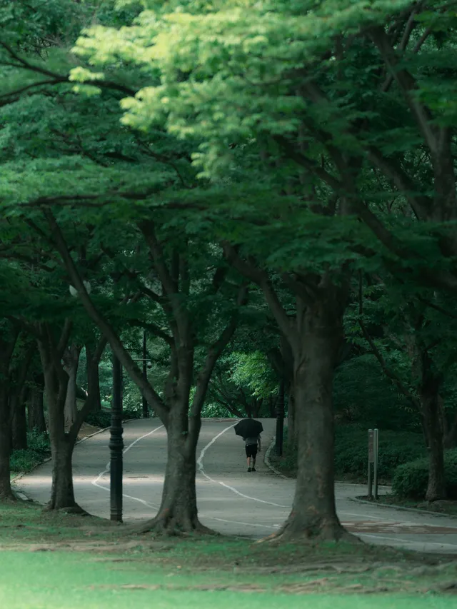 26.07.24 나홀로나무, 올림픽공원
Fujifilm GFX100S/GF110 F2 R LM WR
Classic negative
#나홀로나무 