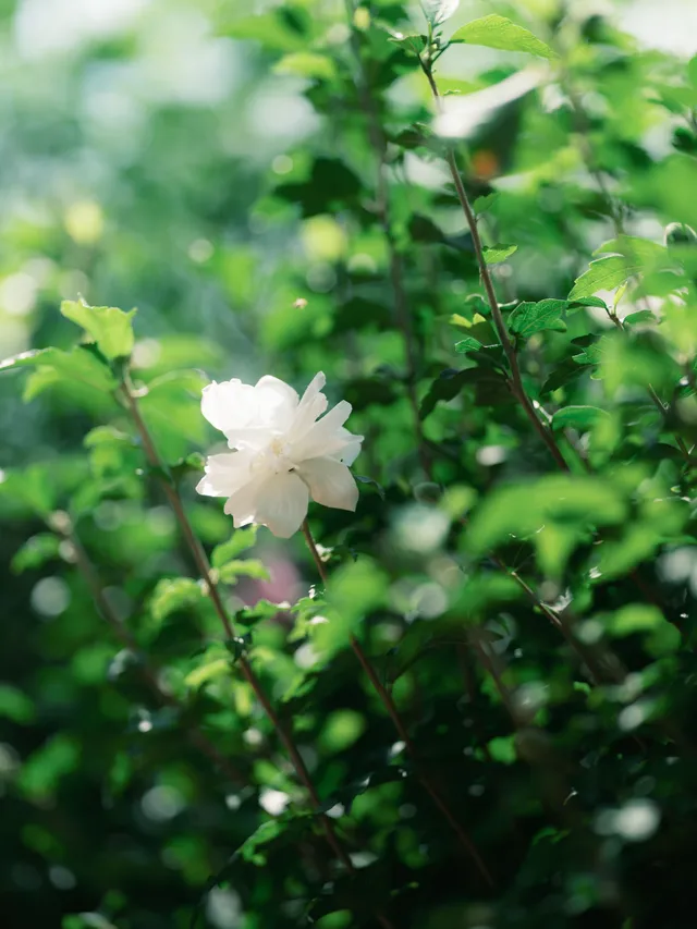26.07.24 나홀로나무, 올림픽공원
Fujifilm GFX100S/GF110 F2 R LM WR
Classic negative
#나홀로나무 