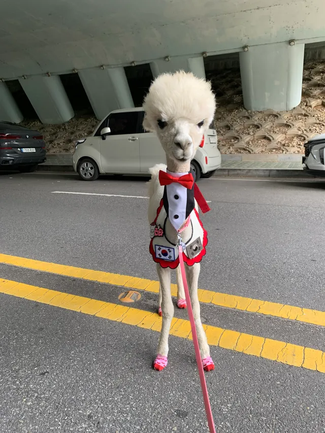 치타 도착 여기 올공 접수