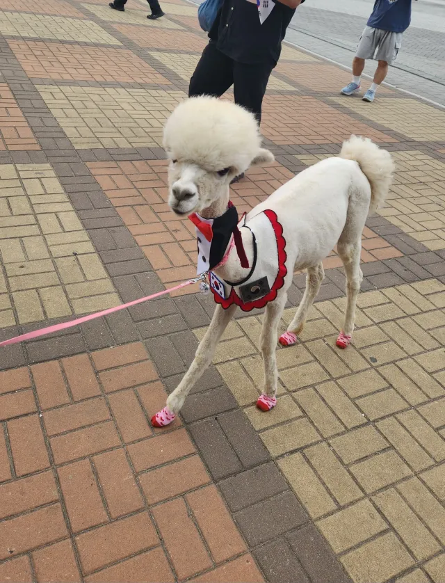 실시간 알파카까지 등장